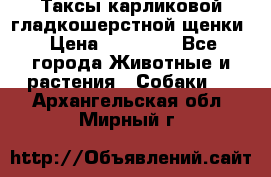 Таксы карликовой гладкошерстной щенки › Цена ­ 20 000 - Все города Животные и растения » Собаки   . Архангельская обл.,Мирный г.